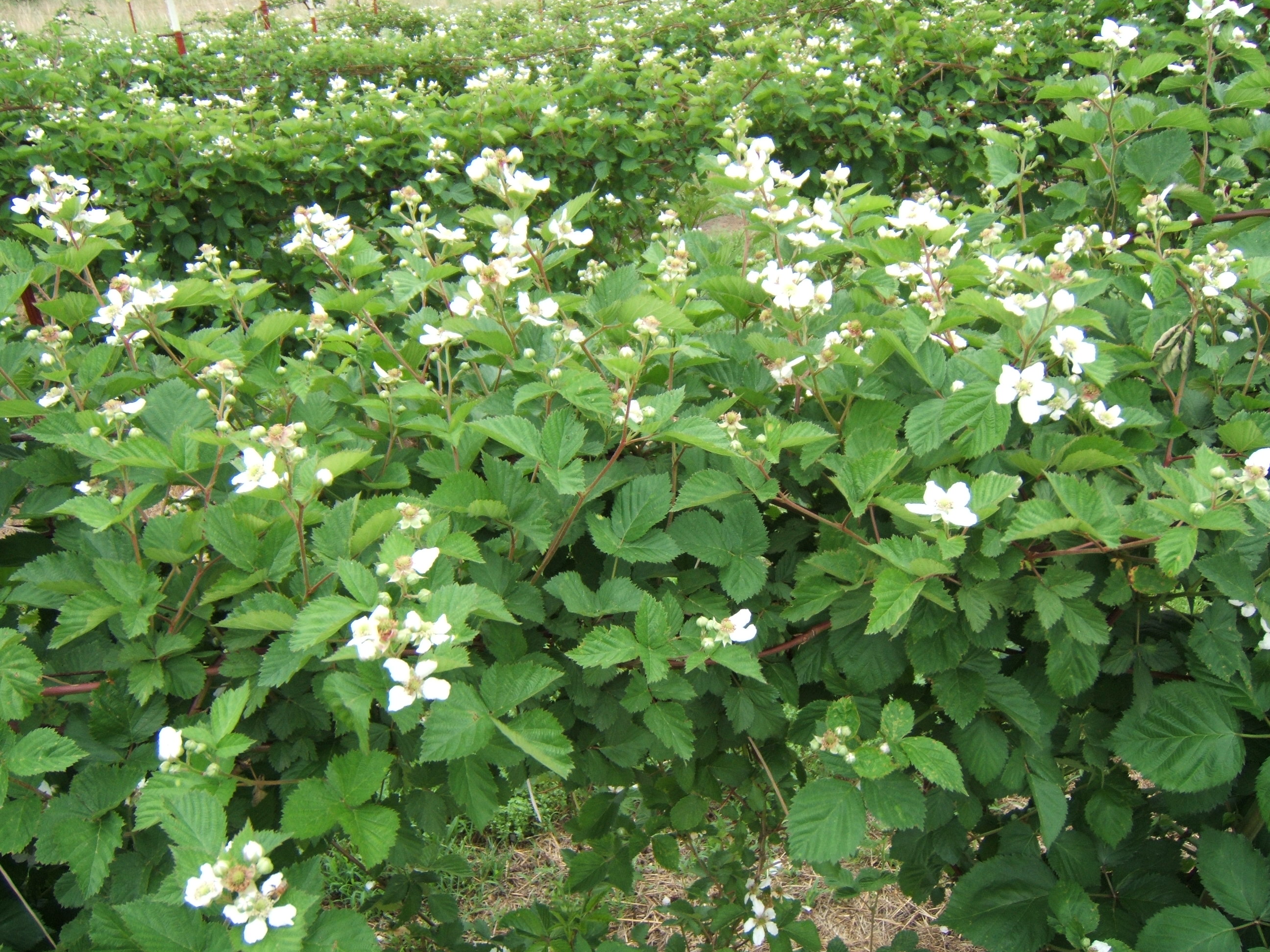 Ritchie Blackberry Farm,Yale Oklahoma